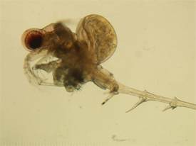 water flea