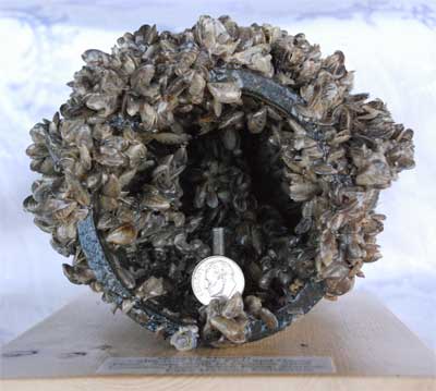 Zebra mussels in a pipe