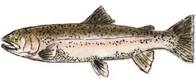 rainbow trout