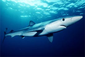 shark fishing