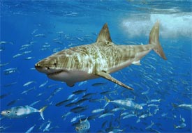 shark fishing