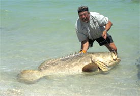 grouper