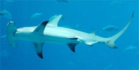 shark fishing