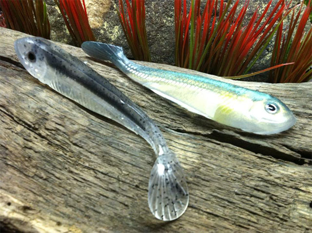 Winter Bass Fishing Lures, Tips and Tactics - Game & Fish